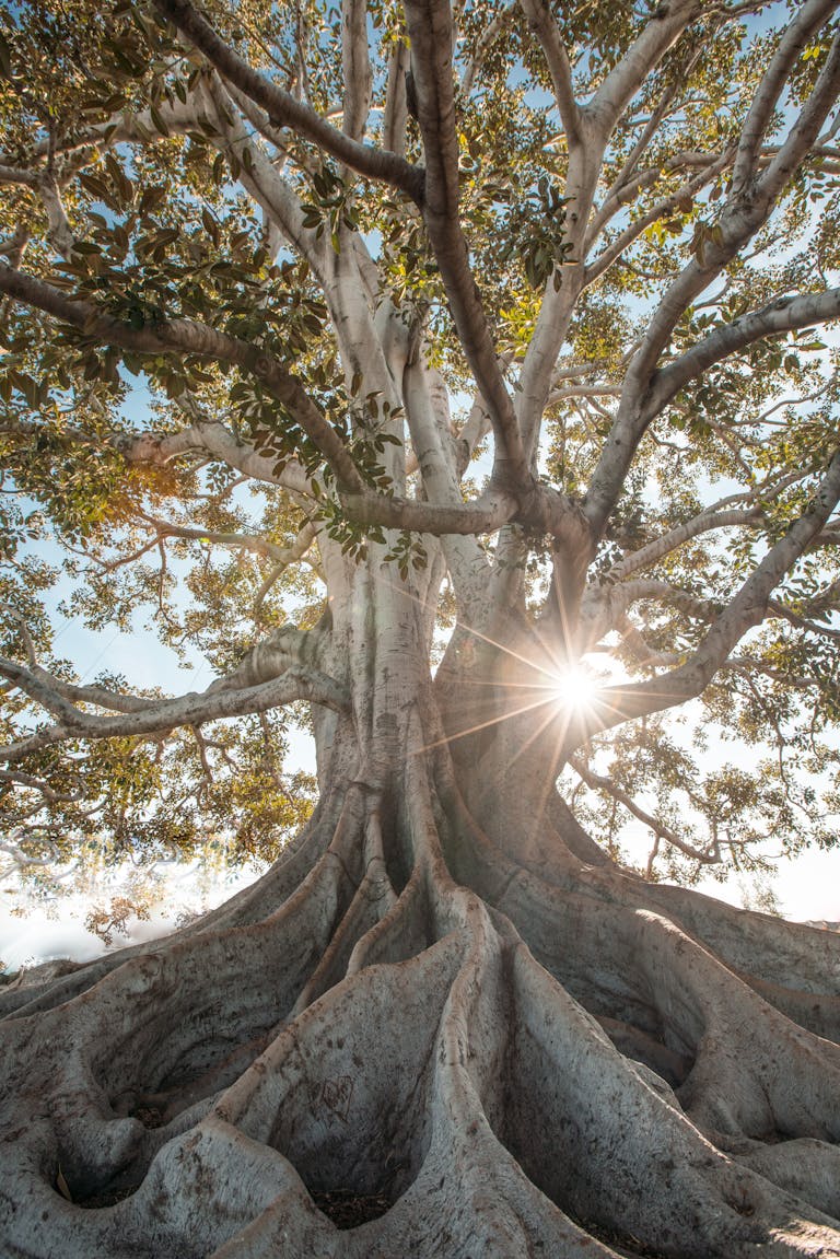 A majestic tree with deep, sprawling roots and sunlight shining through its branches — symbolizing steady growth, rootedness, and the unfolding journey of becoming.
