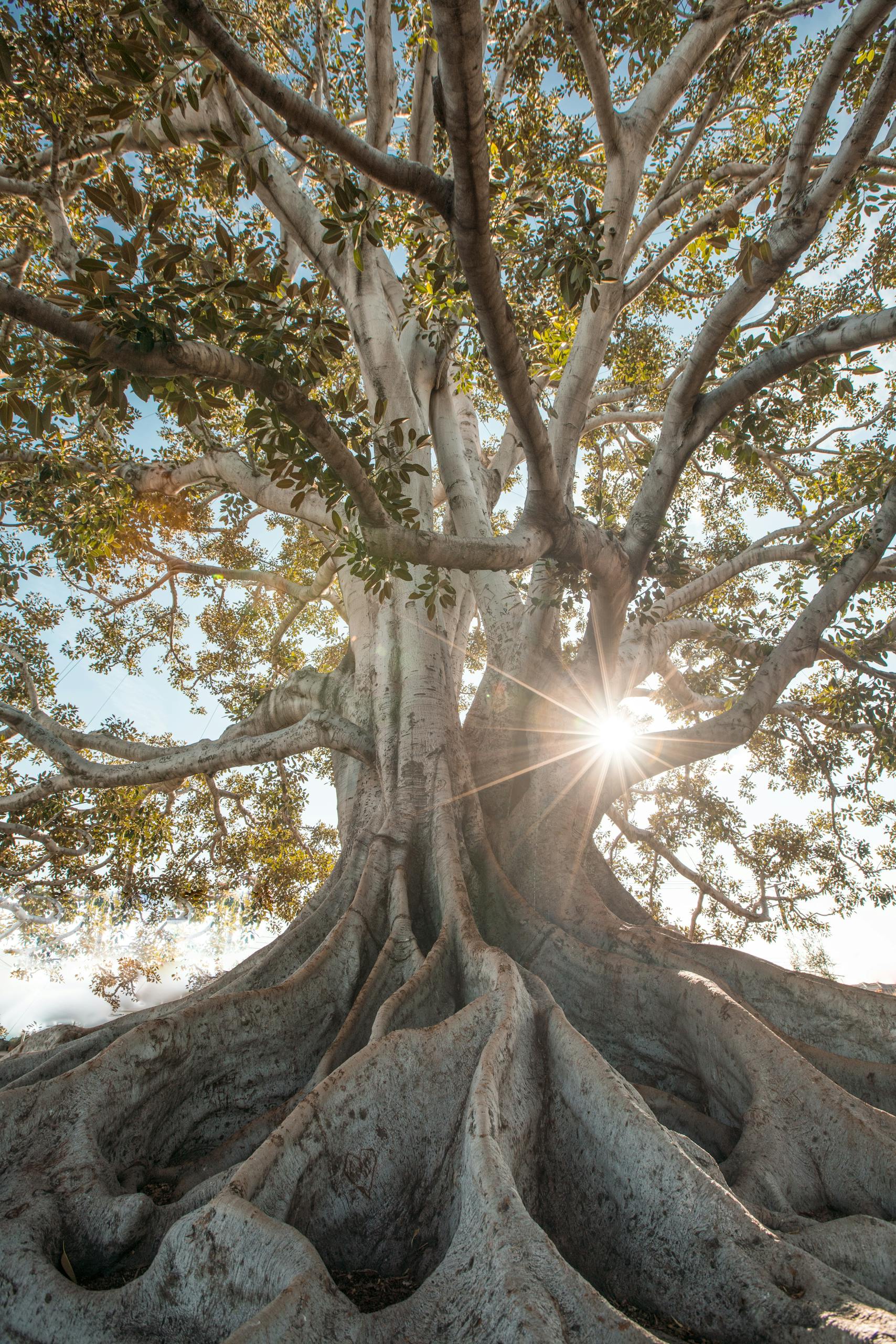 A majestic tree with deep, sprawling roots and sunlight shining through its branches — symbolizing steady growth, rootedness, and the unfolding journey of becoming.