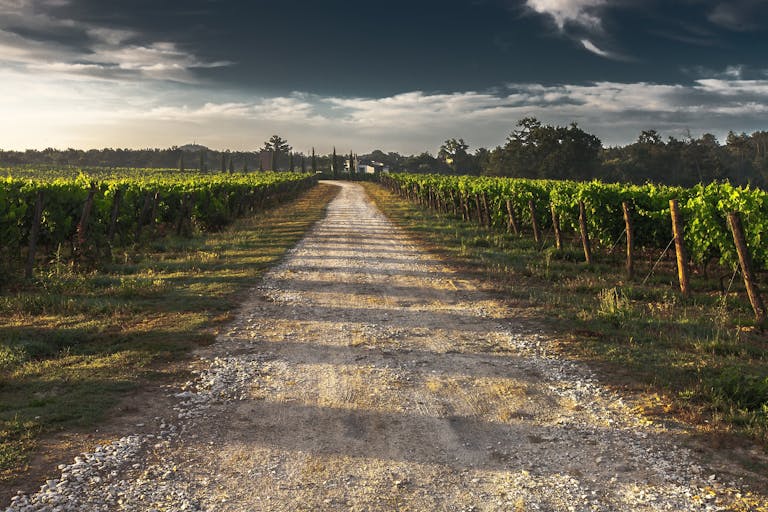 A serene dirt road through a lush vineyard under a dramatic sky.