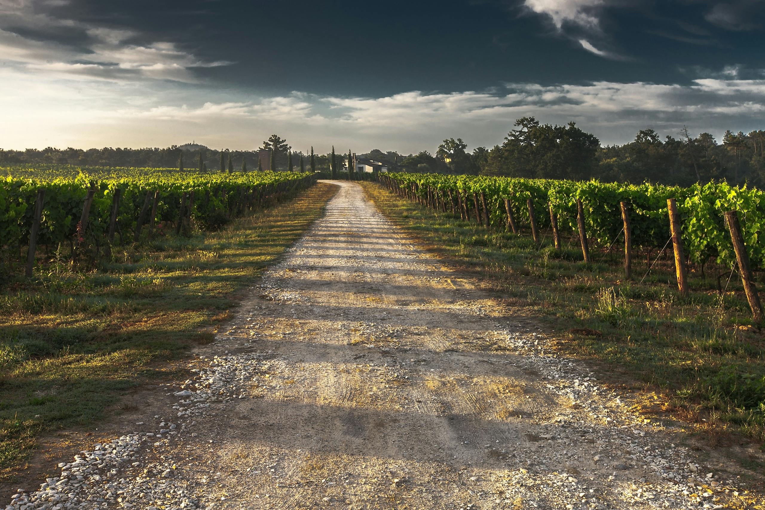 A serene dirt road through a lush vineyard under a dramatic sky.