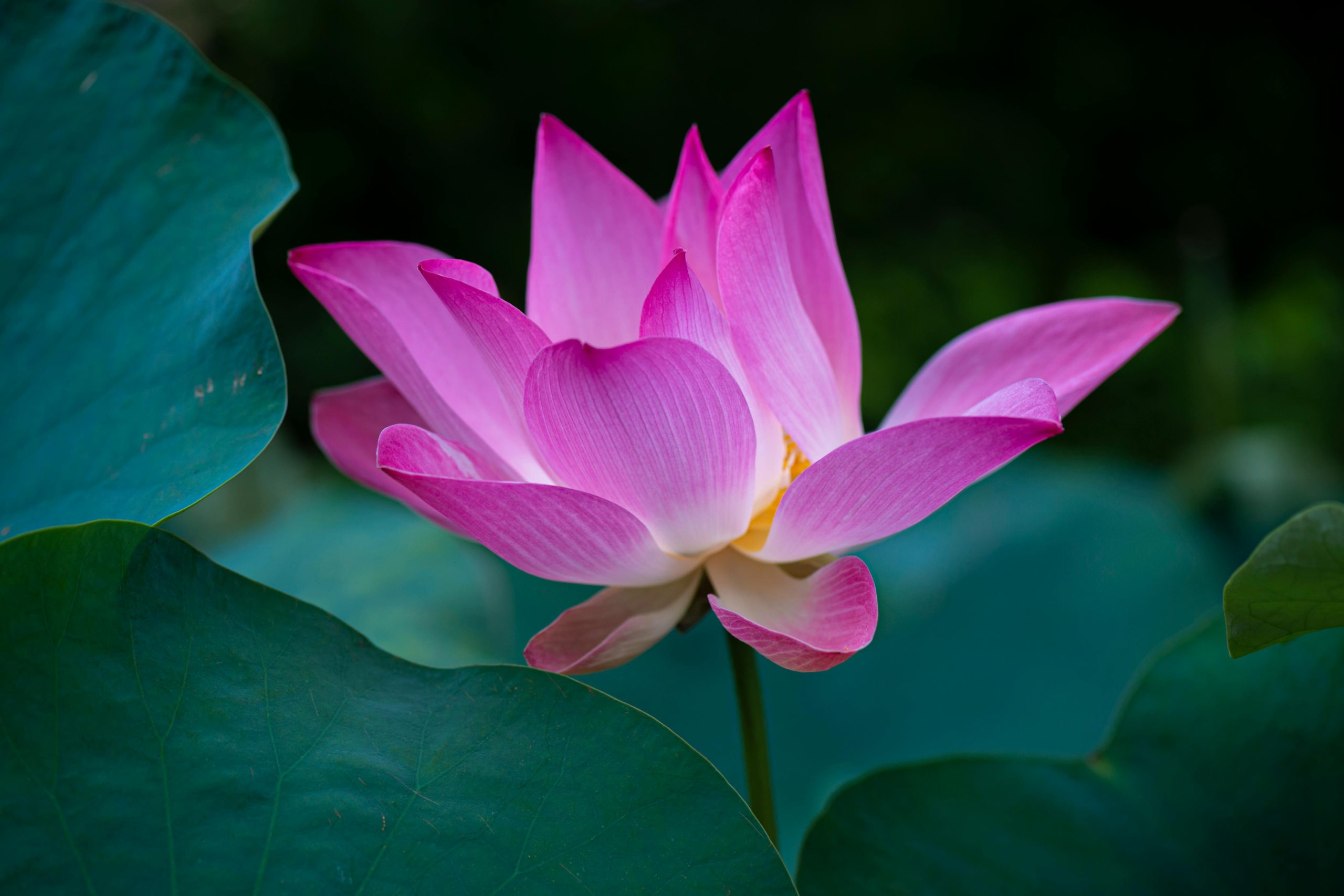 Pink lotus flower with green leaves – for such a time as this